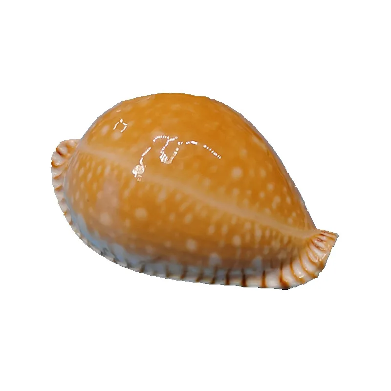 

Perisserosa guttata guttata,Natural rare conch shell gold star snail fish tank aquarium landscaping decoration