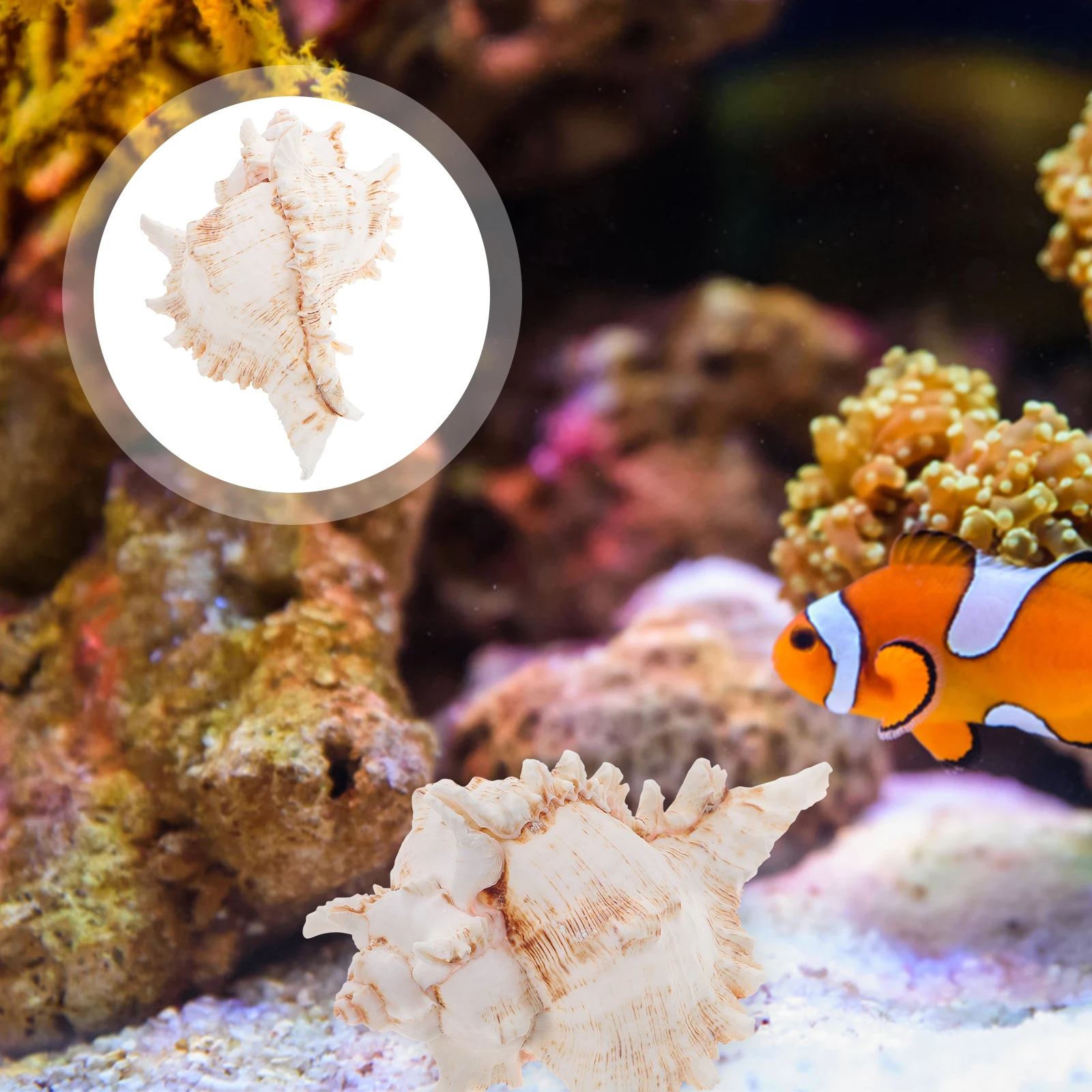 

Natural Conch Flowerpot Aquarium Decor Fish Tank Landscaping Accessory Air Plant Holder Beautiful Natural Conch Aquarium Decor