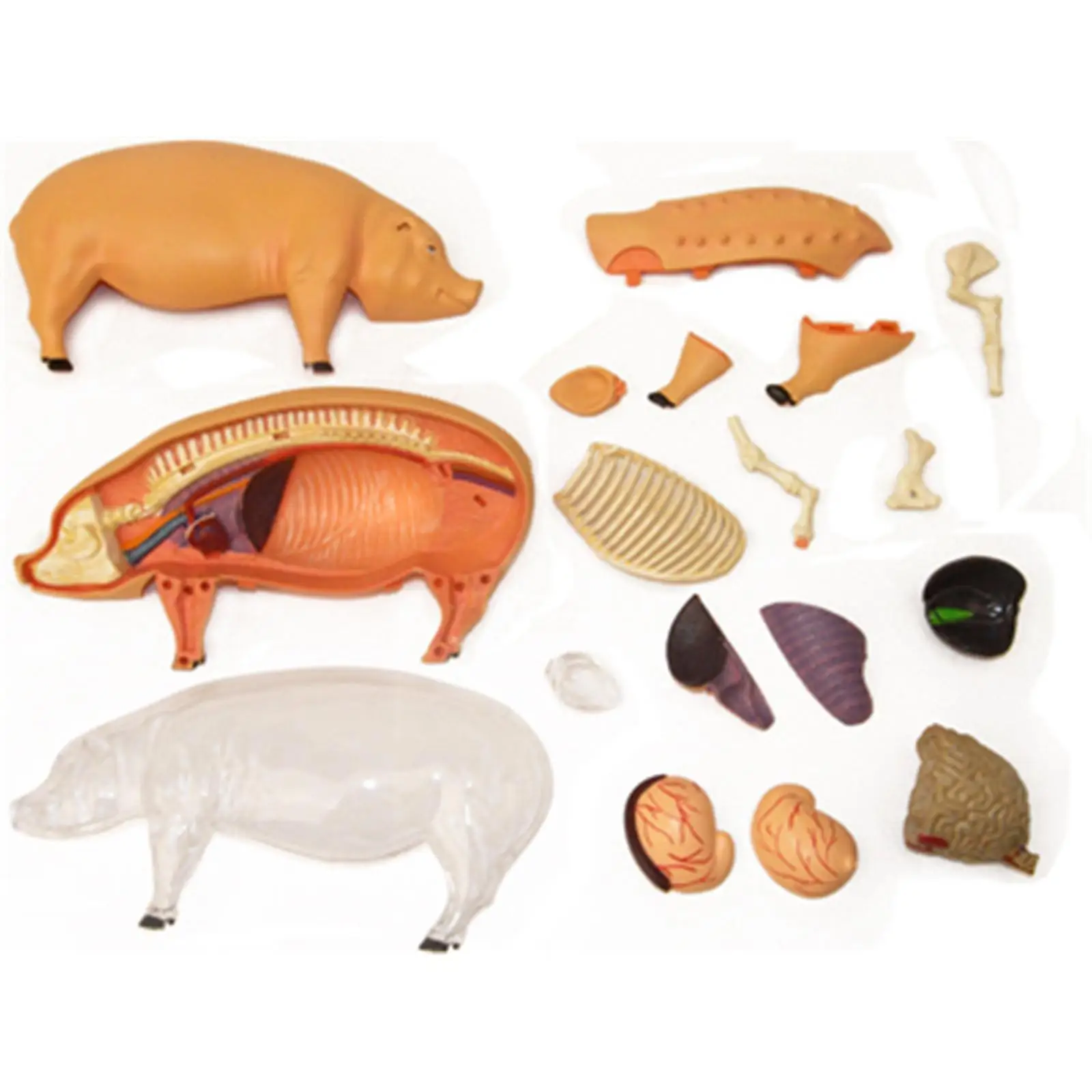 4D Animal Anatomy Pig Model for Biology Lab with Removable Body Parts and Sturdy PVC Construction