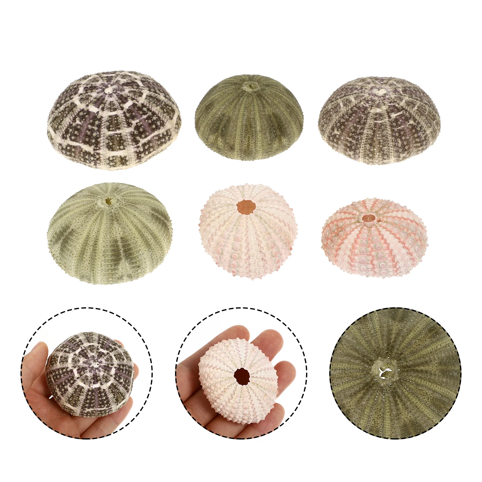

6Pcs Sea Urchin Shell Planters Natural Air Plant Pots for Home Decor Desktop Garden Ornament Craft Supply Aquarium Landscape