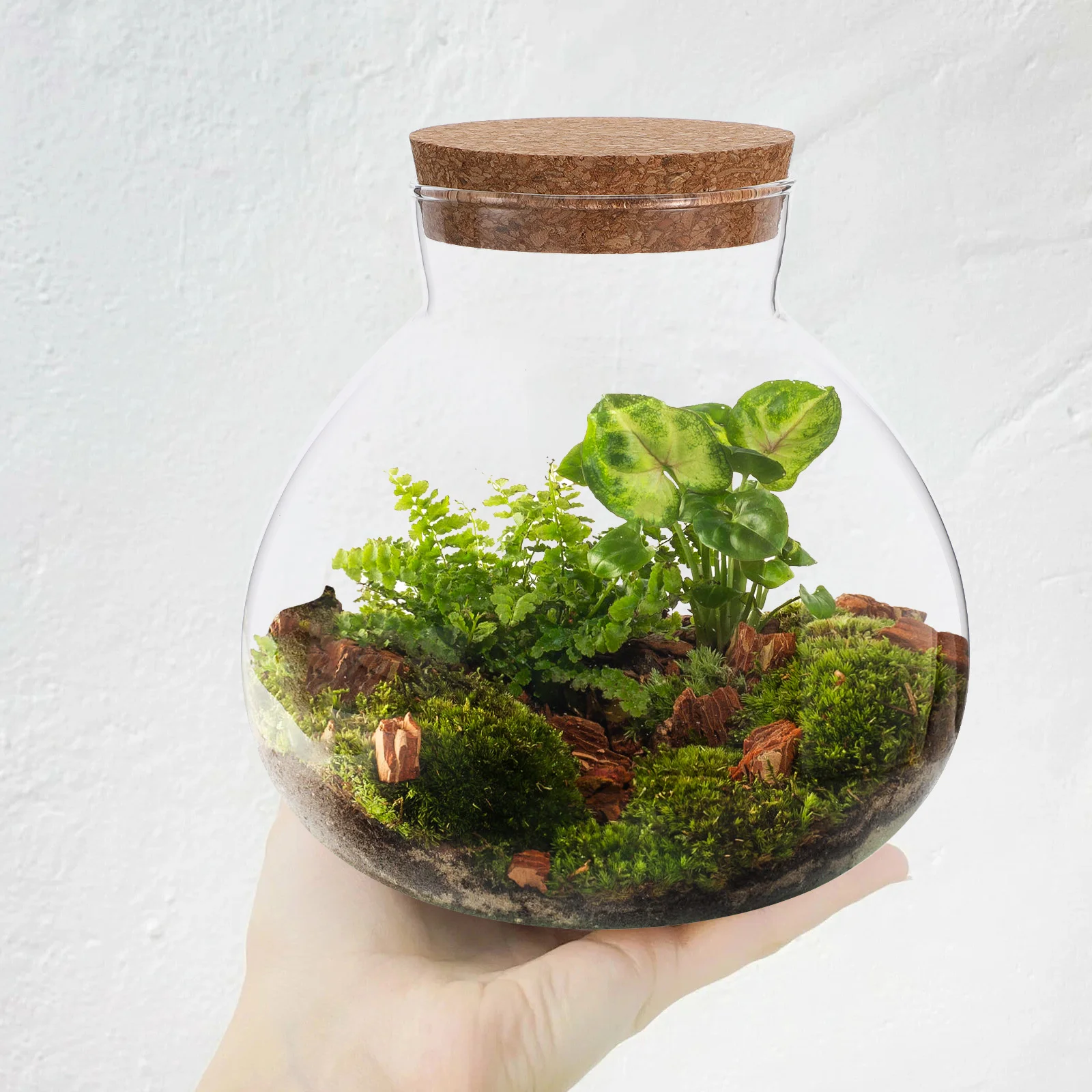 Micro Landscape Ecological Bottle Microlandscape Plants Light Bulbs Home Empty Glass Moss Planter Terrarium