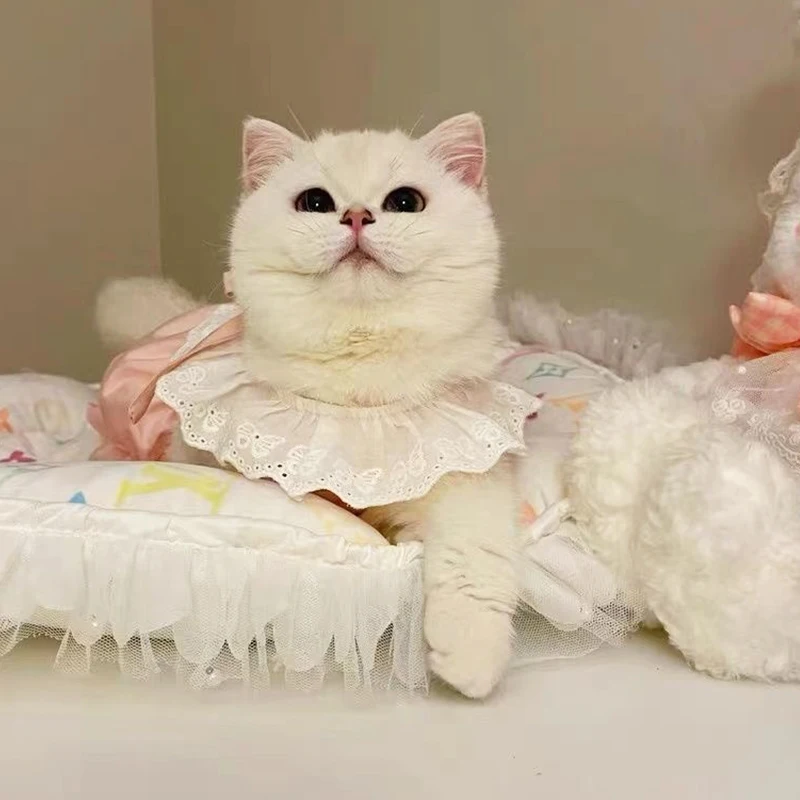 Cat Clothes Cute Princess Summer New 2023 Thin Hair Prevention Sweet Kitten  and Puppy Solid Color Lace Pleated Casual - AliExpress 15