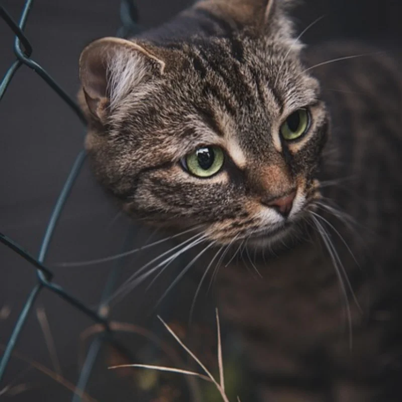 

1/10 имитация альпинистского автомобиля для JJRC C8815, масштаб 2,4G, военный грузовик, внедорожник, военная транспортировка, модель автомобиля с дистанционным управлением
