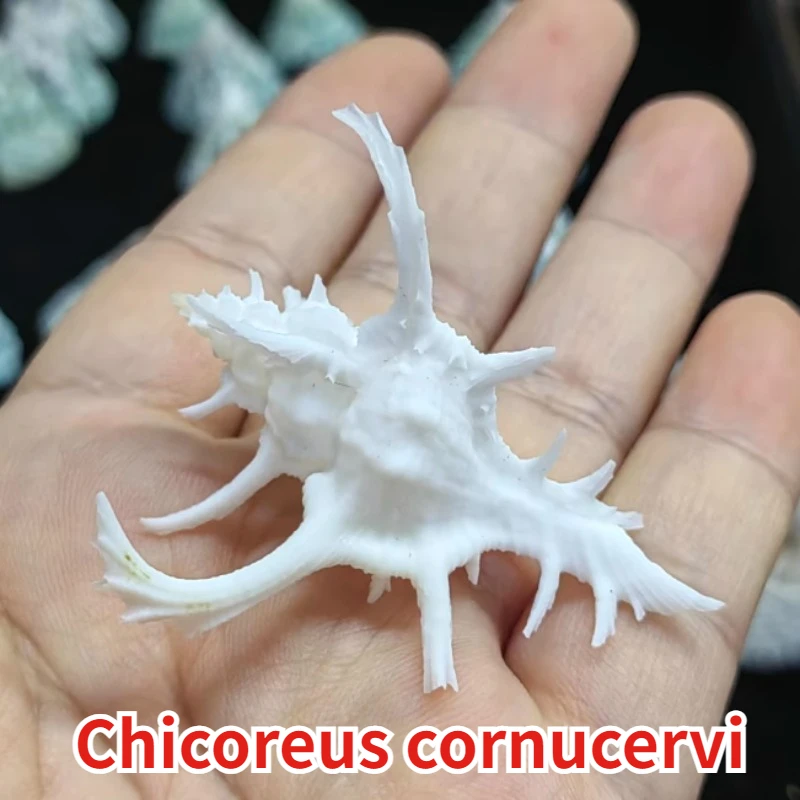 White Chicoreus Cornucervi 3-5CM Collection Decoration Natural Conch Shell Specimen Shell Beach Decor Sea Shells Nautical GIFT