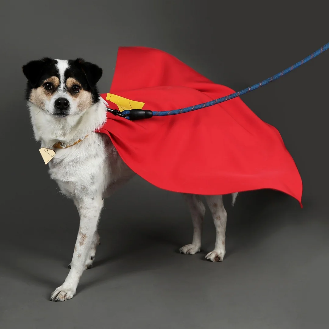عباءة كريبتو للكلاب باللون الأحمر مع علامة معدنية مصنوعة حسب الطلب