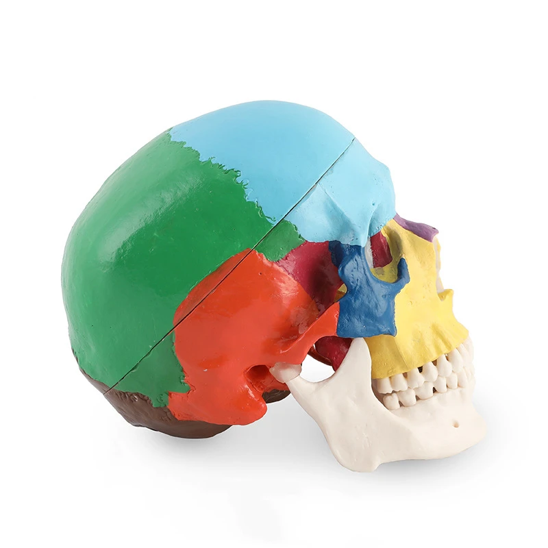 Dental Skull Model Anatomy Real Size Dentistry Medicine Detachable 3D Human Adults Anatomical Skeleton Head Model With Muscel