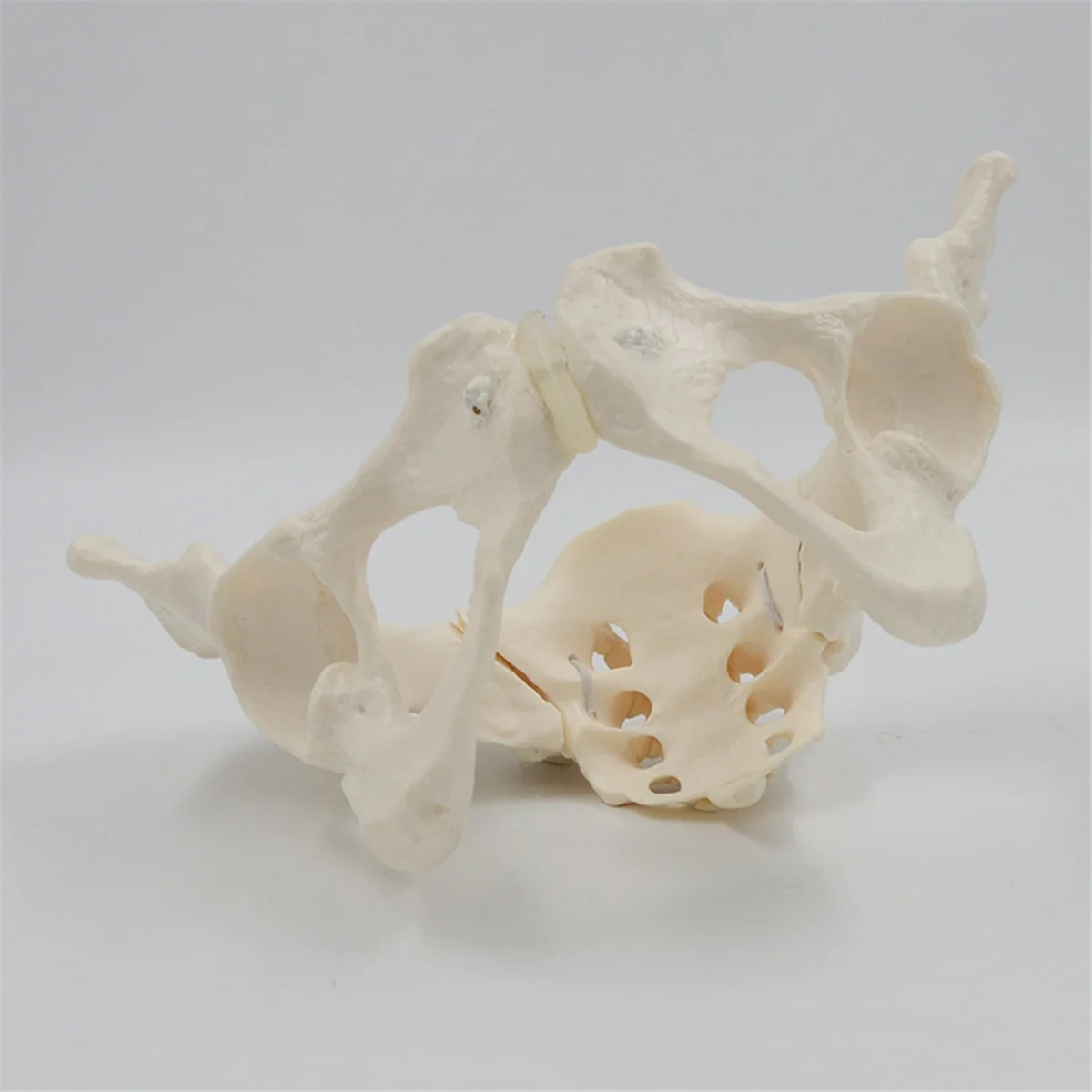 1:1 Female Pelvis Model,Life Size Female Pelvic Skeleton Model, Anatomy Model for Science Education