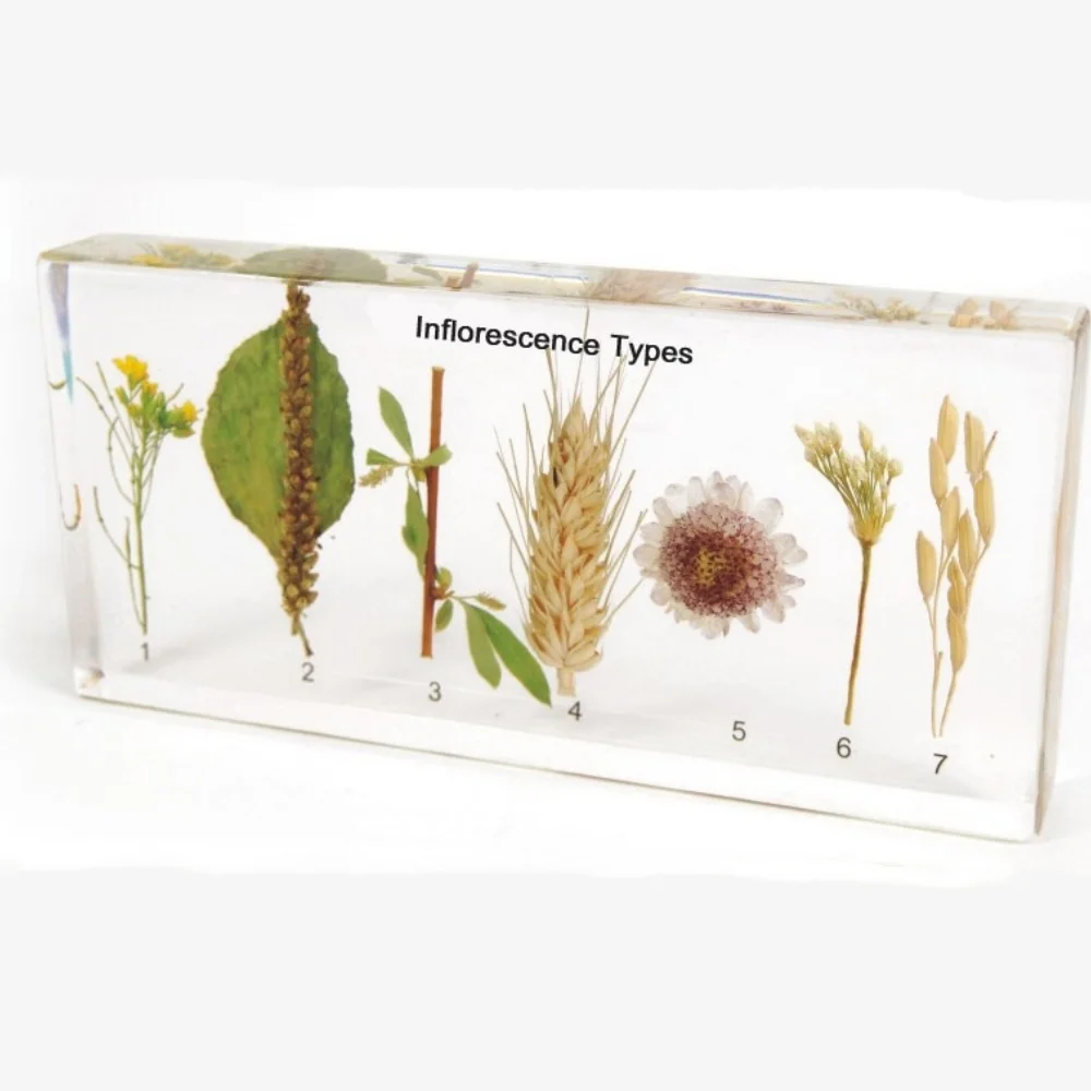 

Inflorescence Types Specimen paperweight Taxidermy Collection embedded In Clear Lucite Block Embedding Specimen