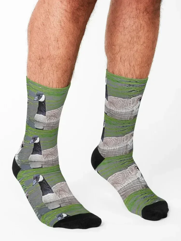 Canadian goose swimming in water Socks man halloween basketball happy Socks For Men Women's