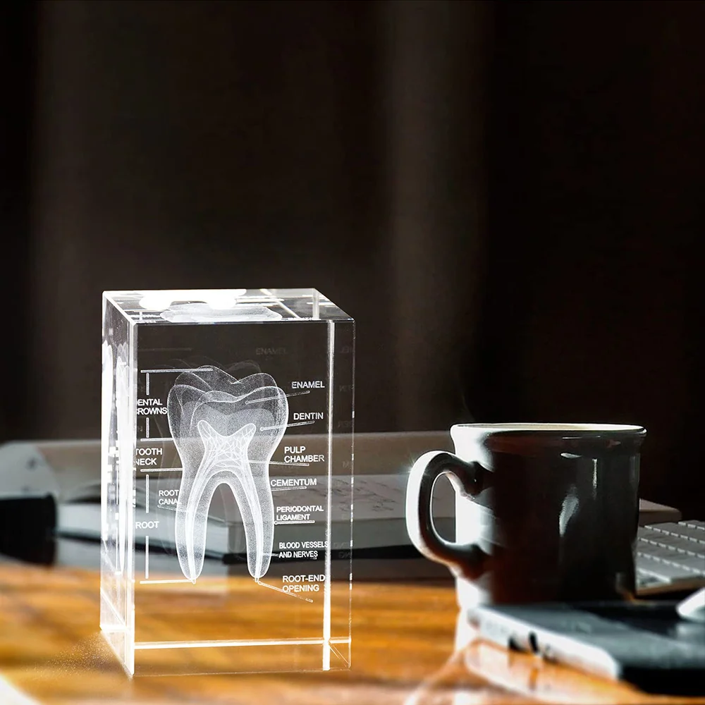 2Pcs 3D Crystal Teeth Cube Anatomy Model Home Decoration Craft Gifts Stomatological Dental Hospital School Souvenirs