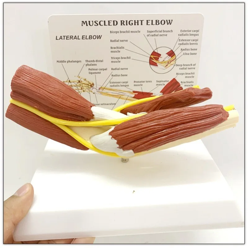 

Human Anatomy Muscled Right Arm Elbow Vascular Ligament Skeleton Medical Teaching Model