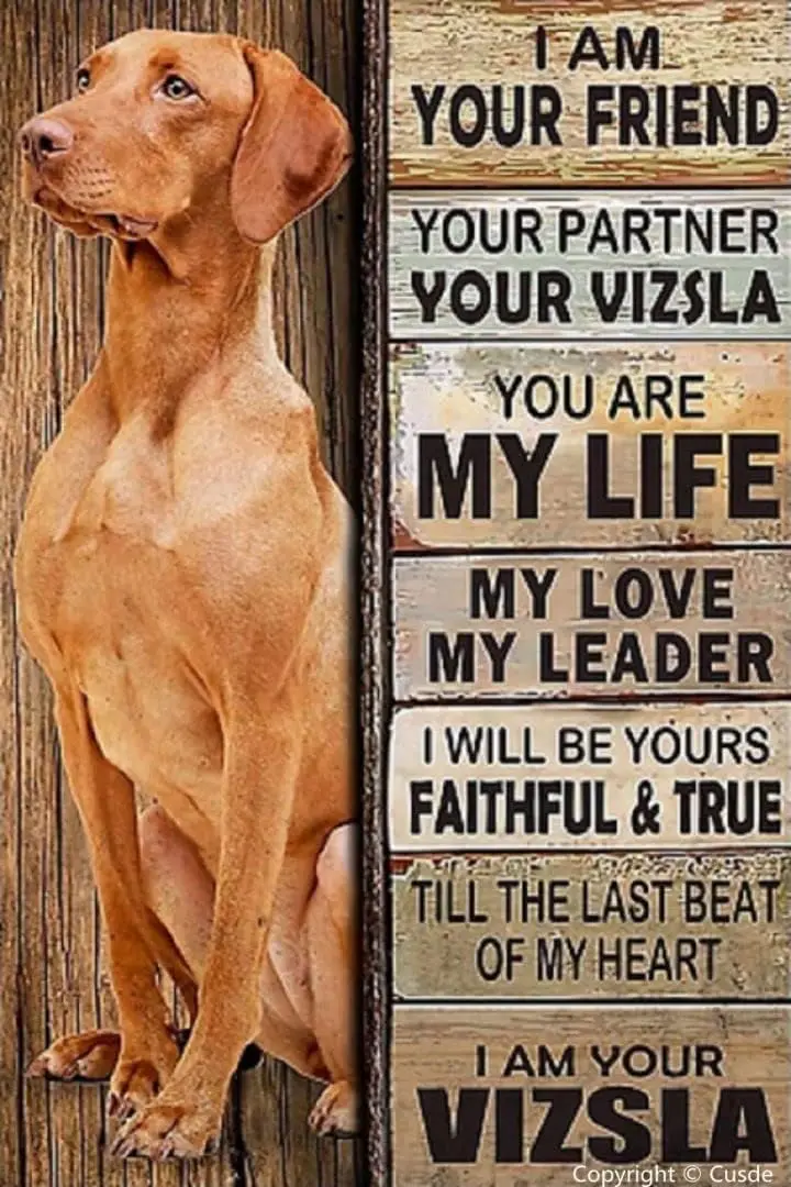 Cusde Dog Sign I Am Your Friend Gift for Vizsla Lovers Metal Tin Vintage Retro Decorations Wall Art Posters Signs