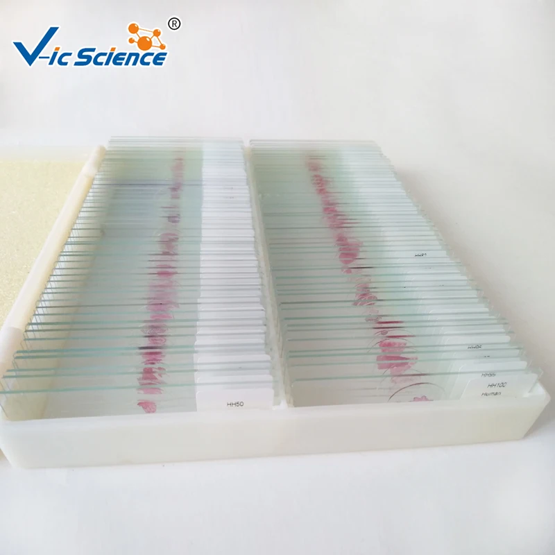 

100pcs Human Histological Microscope prepared slides