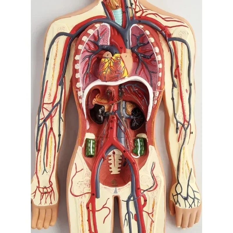 B-M Blood Circulation System Model Heart Visceral Vascular Organ Anatomy Model Hospital School Teaching Tool