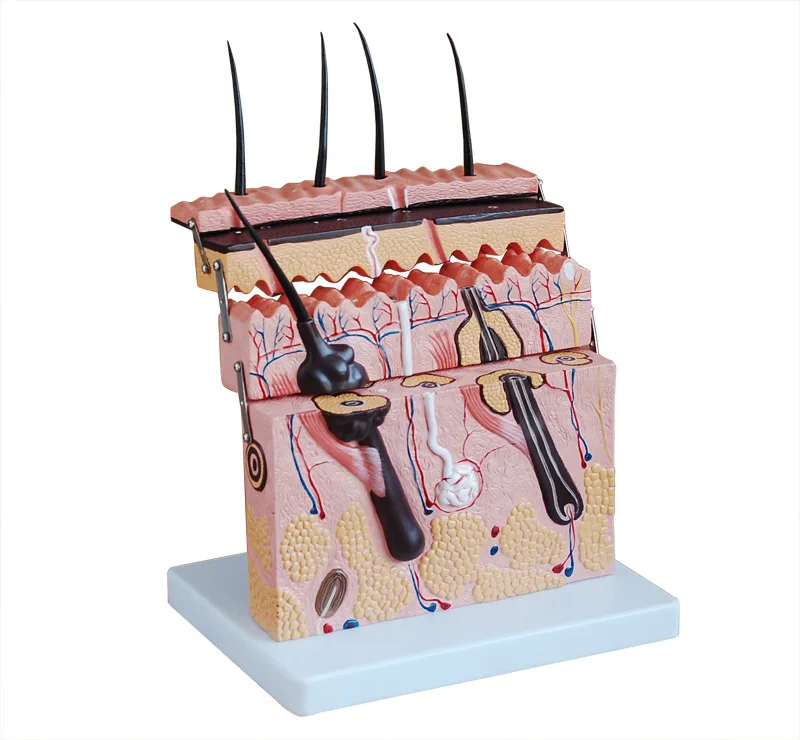 Imagem -03 - Glândulas Sebáceas Glândulas Suor e Terminações Nervosas Modelo Anatômico do Cabelo Dobre a Camada de Pele 70 Dobre