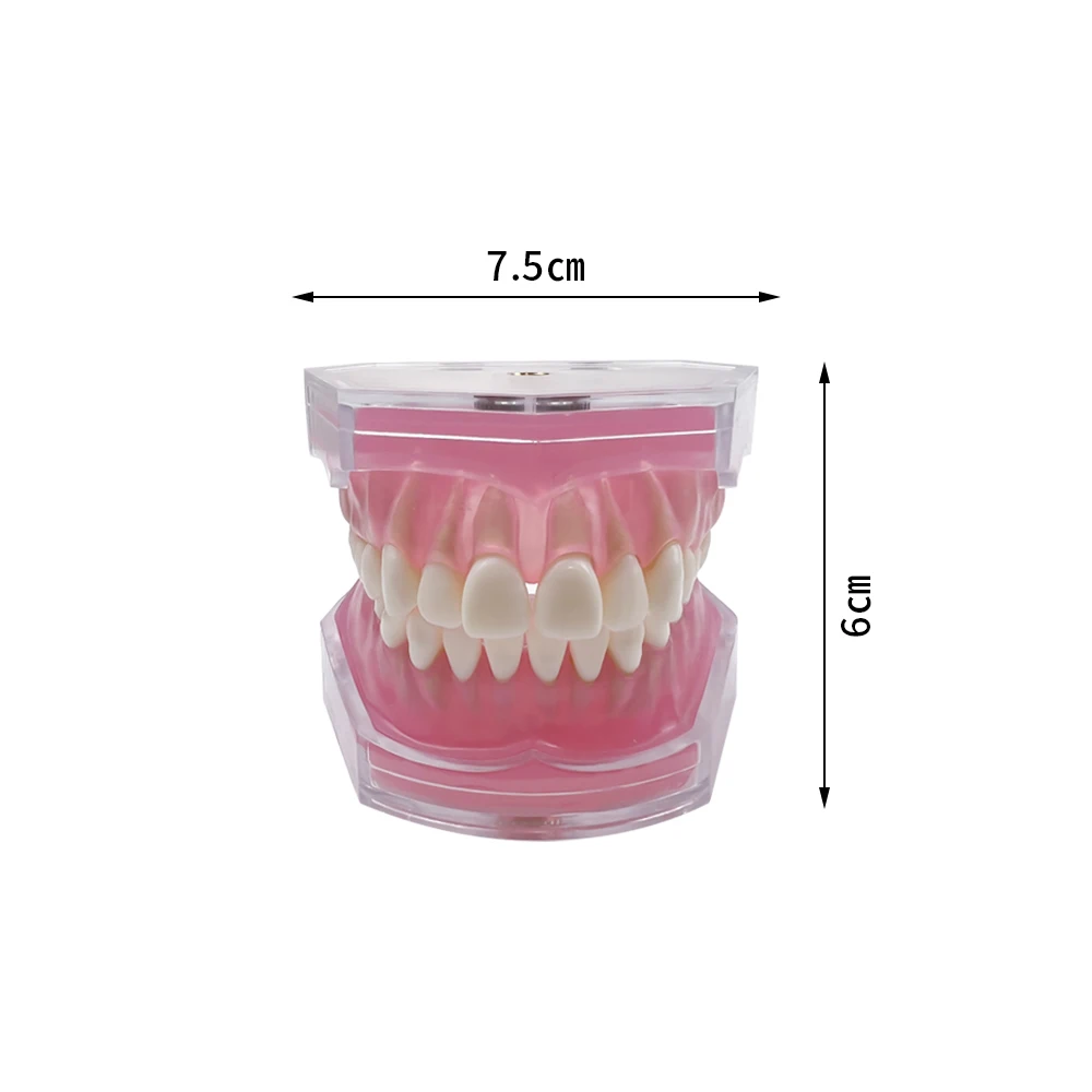 Dental Standard Typodont Teaching Model Removable Teeth Soft Gum Training Extraction Pratice Model Dentistry Study Demonstration