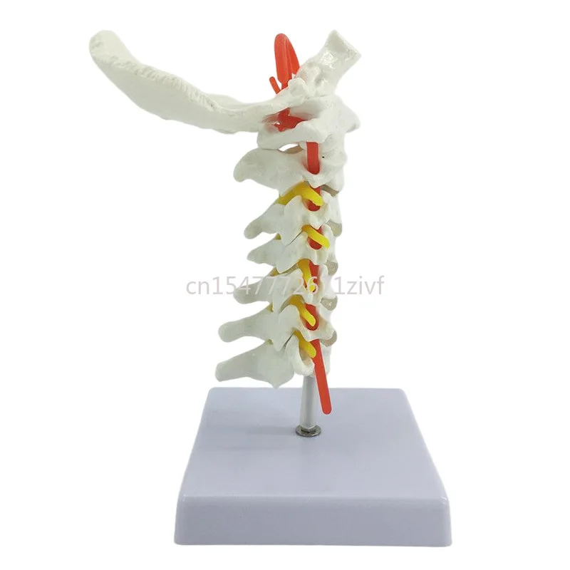 Human Spine Model Vertebra Lumbar Model Cervical Spine with Nerve Thoracic Structure Lumbar Disc Model