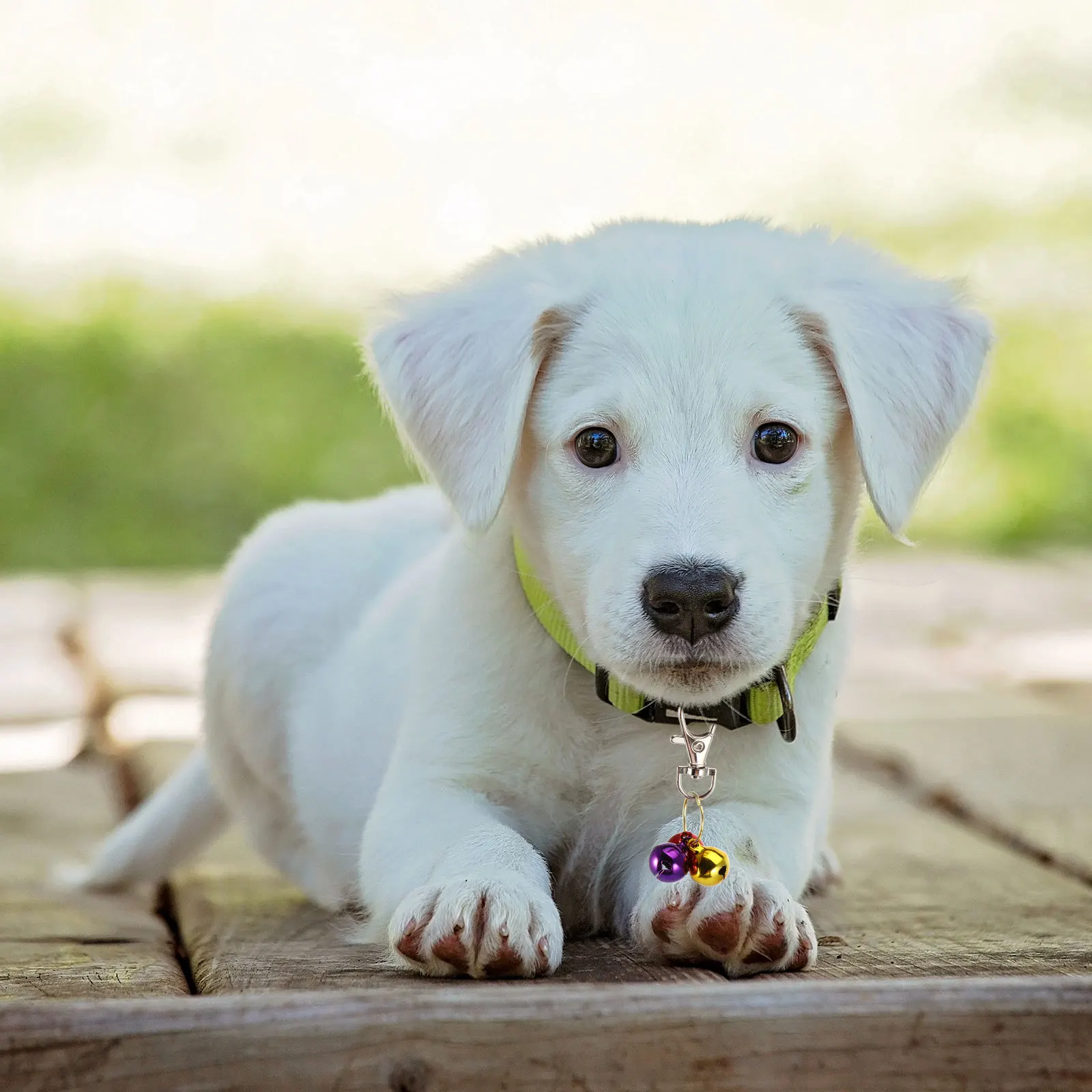 

4Pcs Cat Copper Bells High-Quality Pet Collar Accessories for Small Dogs Cats Safe Environmentally Friendly Key Hanger Design
