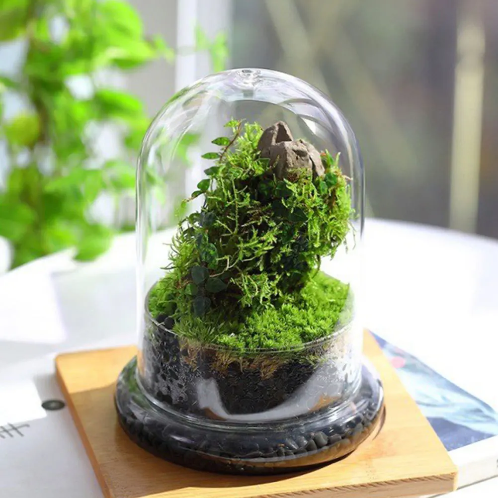 

Micro Landscape Ecological Bottle Clear Glass Dome DIY Terrarium for Plants Moss Display Cloche Decorative Bell Jar