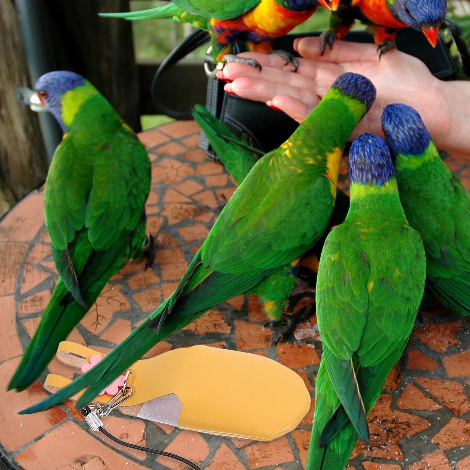 

Parrot Flight Suit Bird Nappy Pet Diaper Clothes 4M Leash For Budgie Lovebird Green Cheek Conure Cockatiel Lightweight