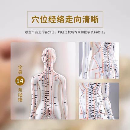 Human acupuncture and moxibustion model human meridians and acupoints traditional Chinese medicine whole body twelve bronze mode