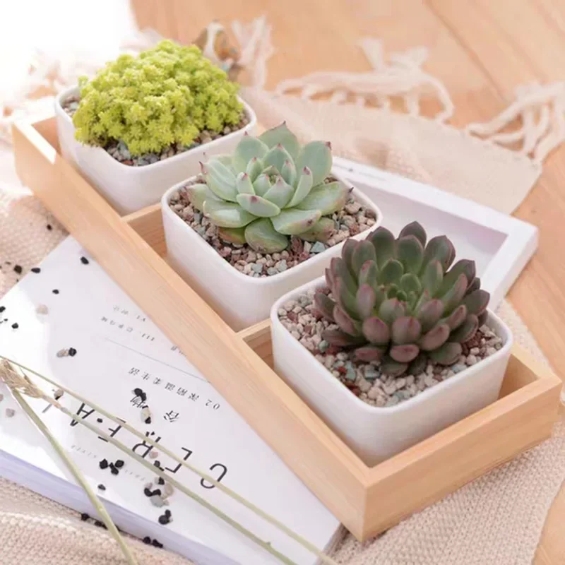 Charming Succulent Planters with Bamboo Tray Set - Stylish Desktop Garden Decor & Perfect Gift for Home & Office