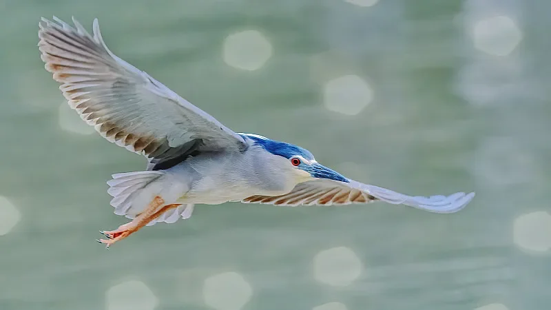 

9006E 1/14 4WD RC Альпинистский автомобиль - 2,4G, 20 км/ч, большие колеса, внедорожный RTR