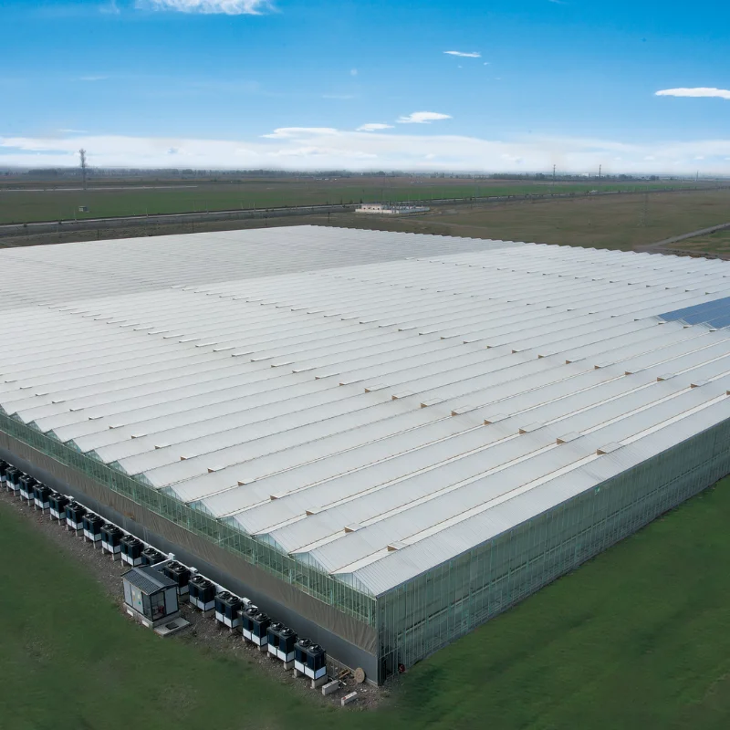 

Customized greenhouseAgriculture High Tunnel Glass Greenhouse Galvanized Steel Structure Eco Greenhouse for Tomato/ Lettuce/ Pep