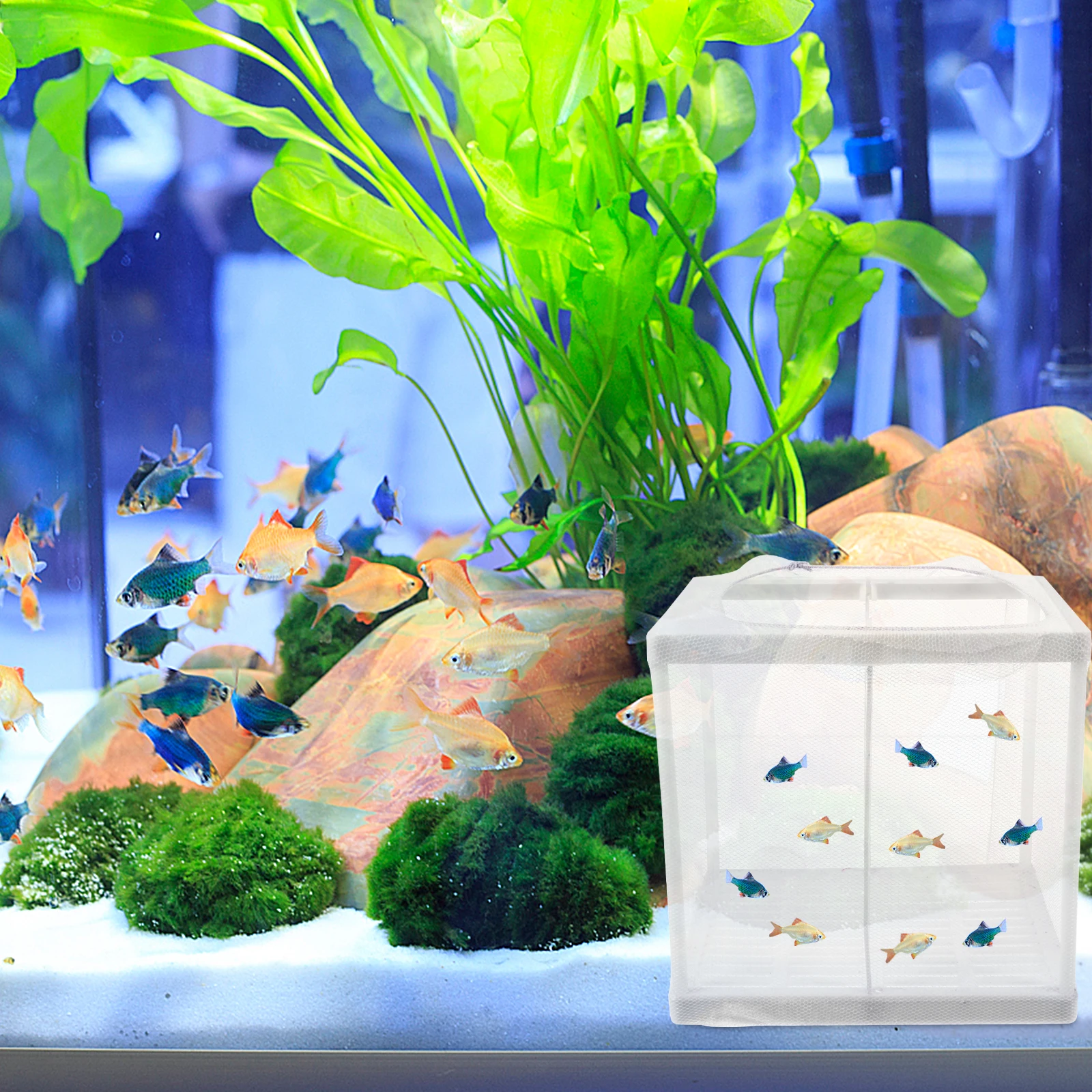 

2Pcs Separation Net Aquarium Fish Tank Breeding Hatchery for Fry Guppy Durable Plastic Easy Install Long Use Fish Breeder Live