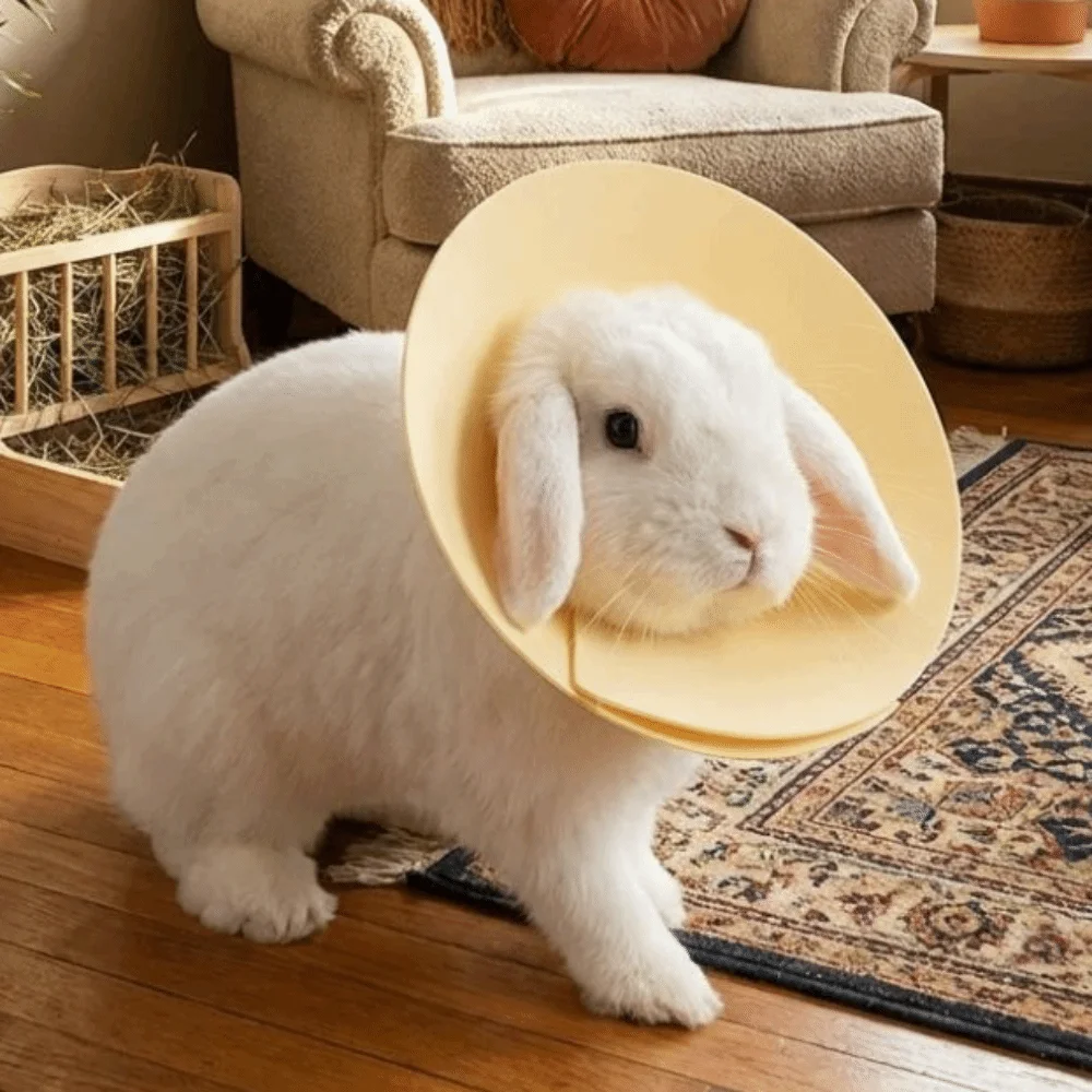 Anti-Bite Pet Elizabethan Collar Soft Adjustable Anti Licking Collar Comfortable Colorful Protective Collar