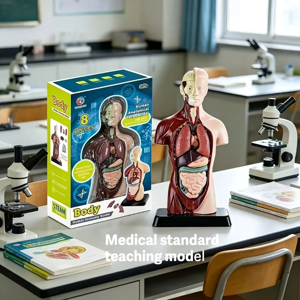 

Premium 6 Organ Human Body Anatomy Model Medical Display Ornament Science Teacher Gift Medical Student Present Office Decoration