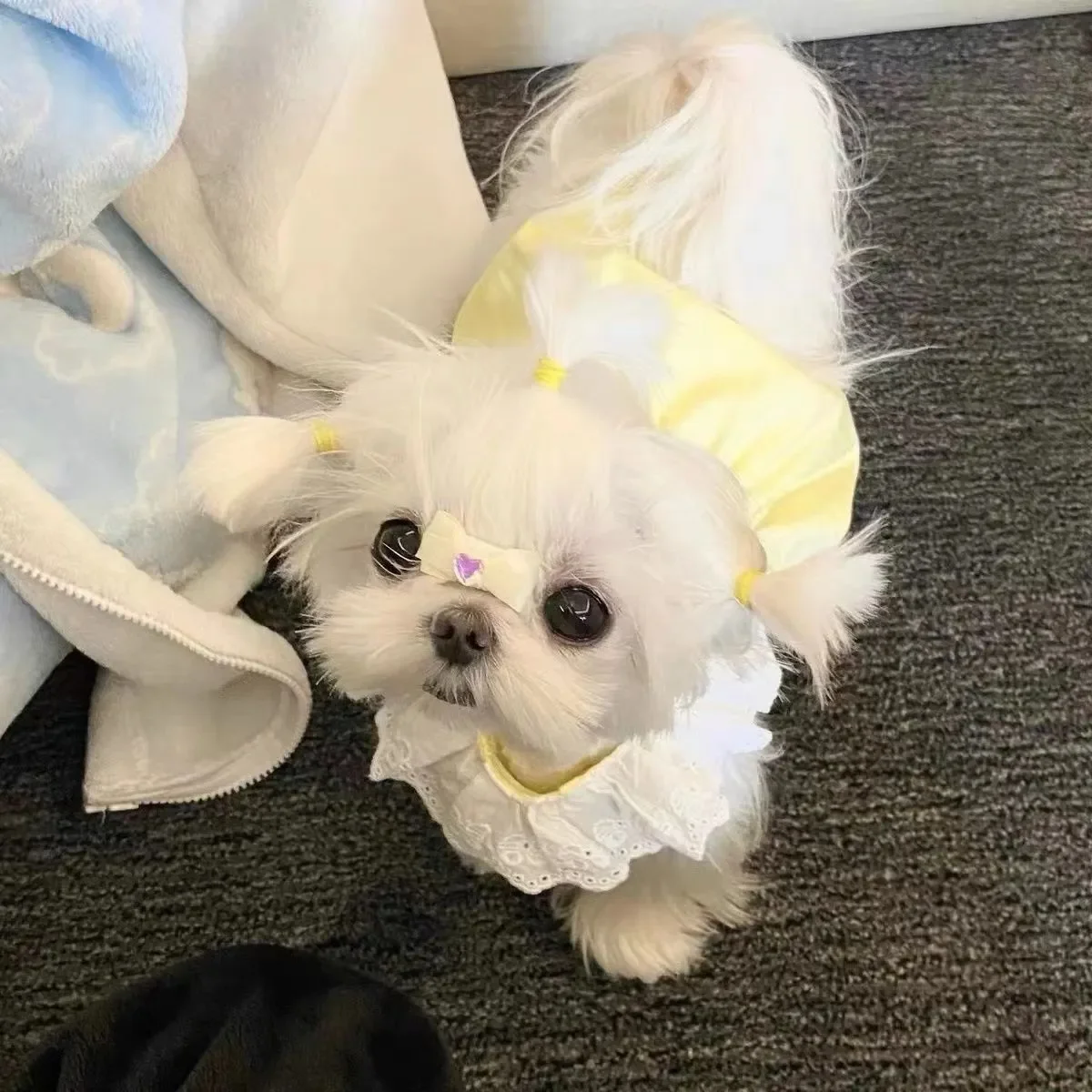 

2025 Stylish Flora Design Dog & Cat Dress-Up Clothes Easy-to-Wear Comfortable Apparel