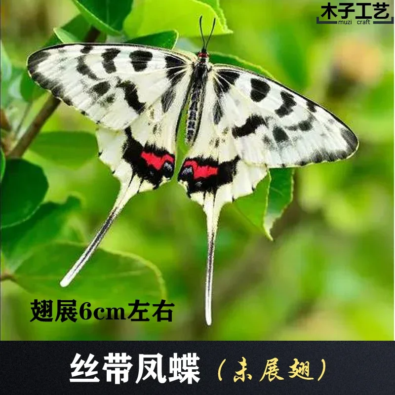 Real Butterfly Specimen Insect Specimen Teaching Specimen DIY Self-sealing Bags Optional Varieties  home accessories