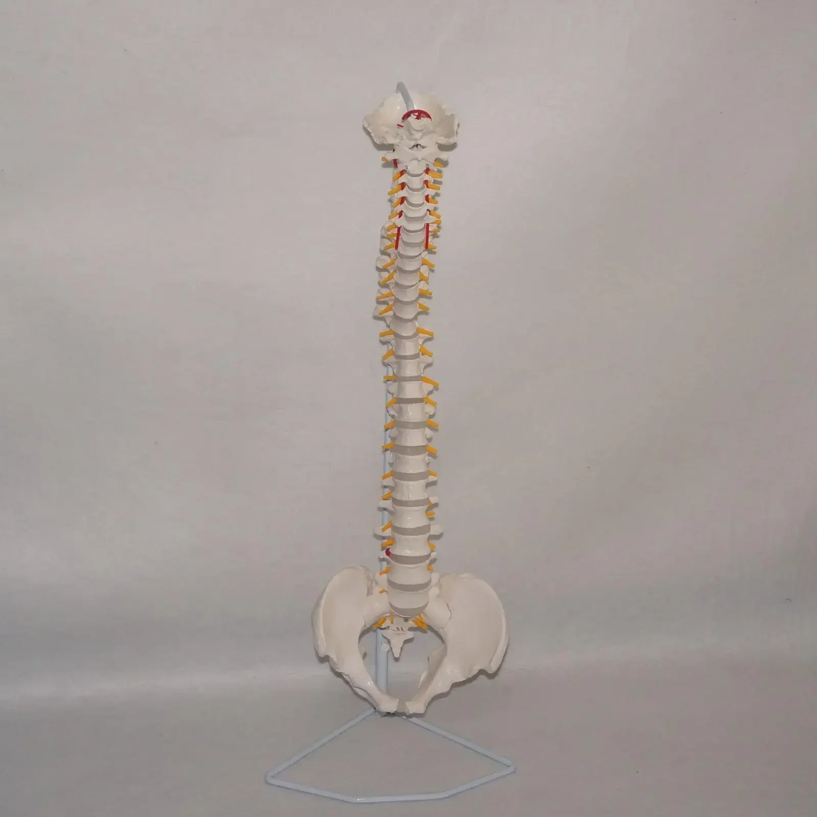 pvc-didactic-flexible-spinal-column-anatomy-model-human-skeleton-specimen-medical-science