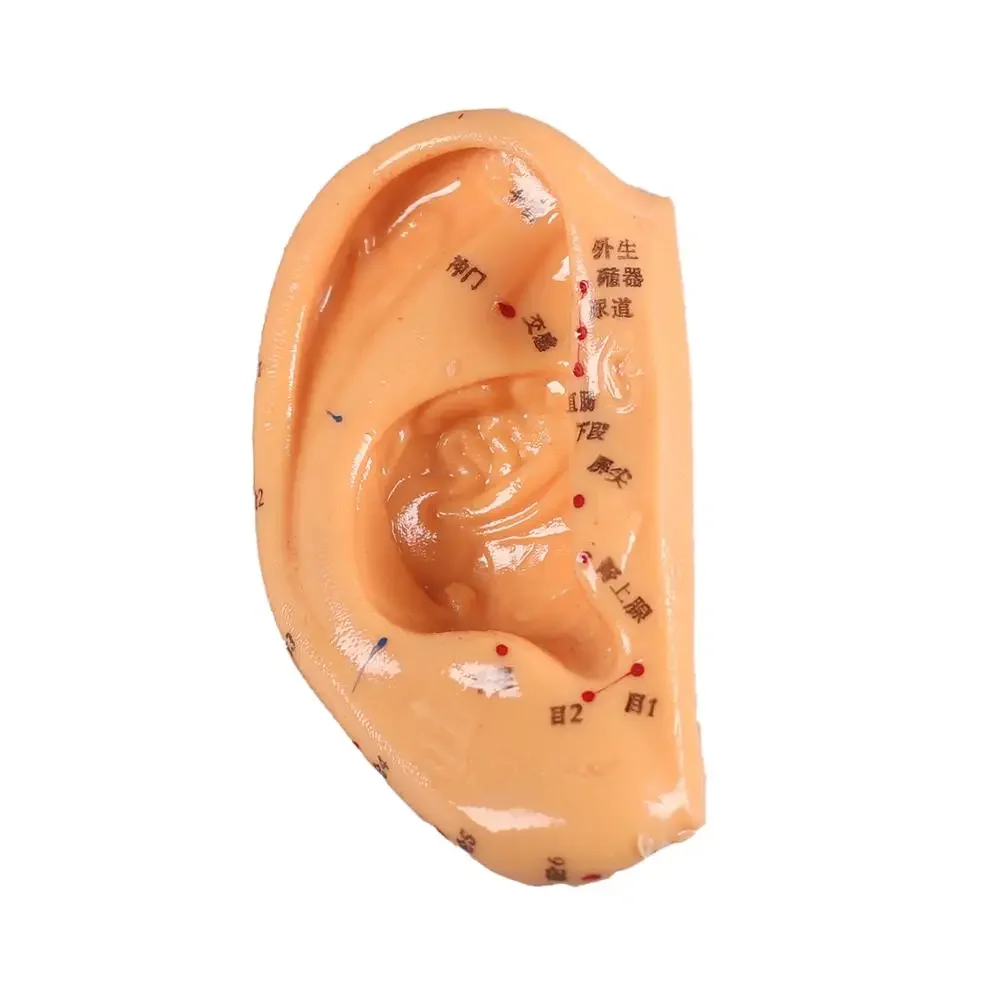 13 Cm Ear Acupuncture Model Auricular Application Ear Acupuncture Points Ear Acupuncture Earpins Model