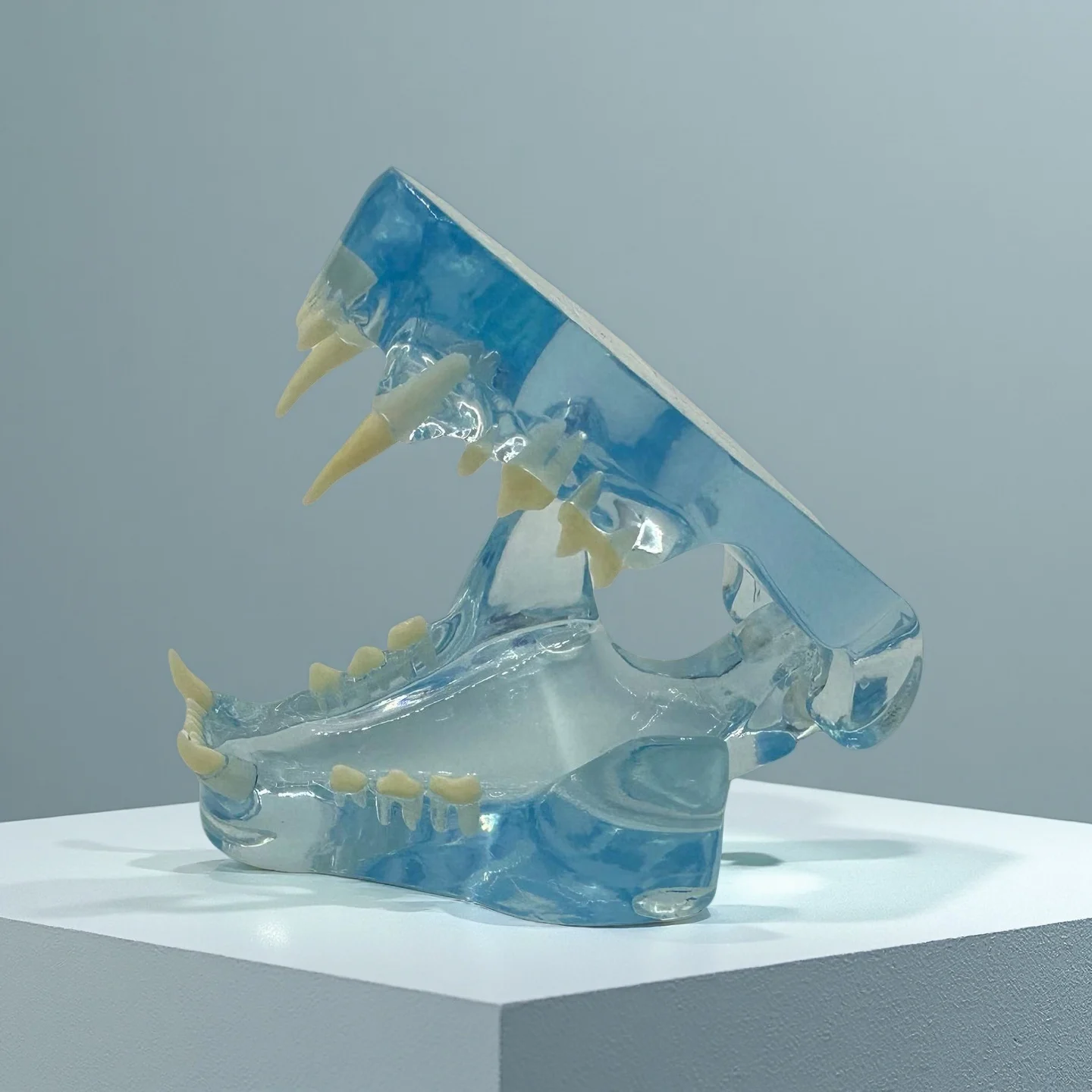 

Модель челюсти кошки Feline, прозрачные зубы в виде ракушки, образовательная оральная анатомия для студентов-ветеринаторов, демонстрации клиники и коллекции