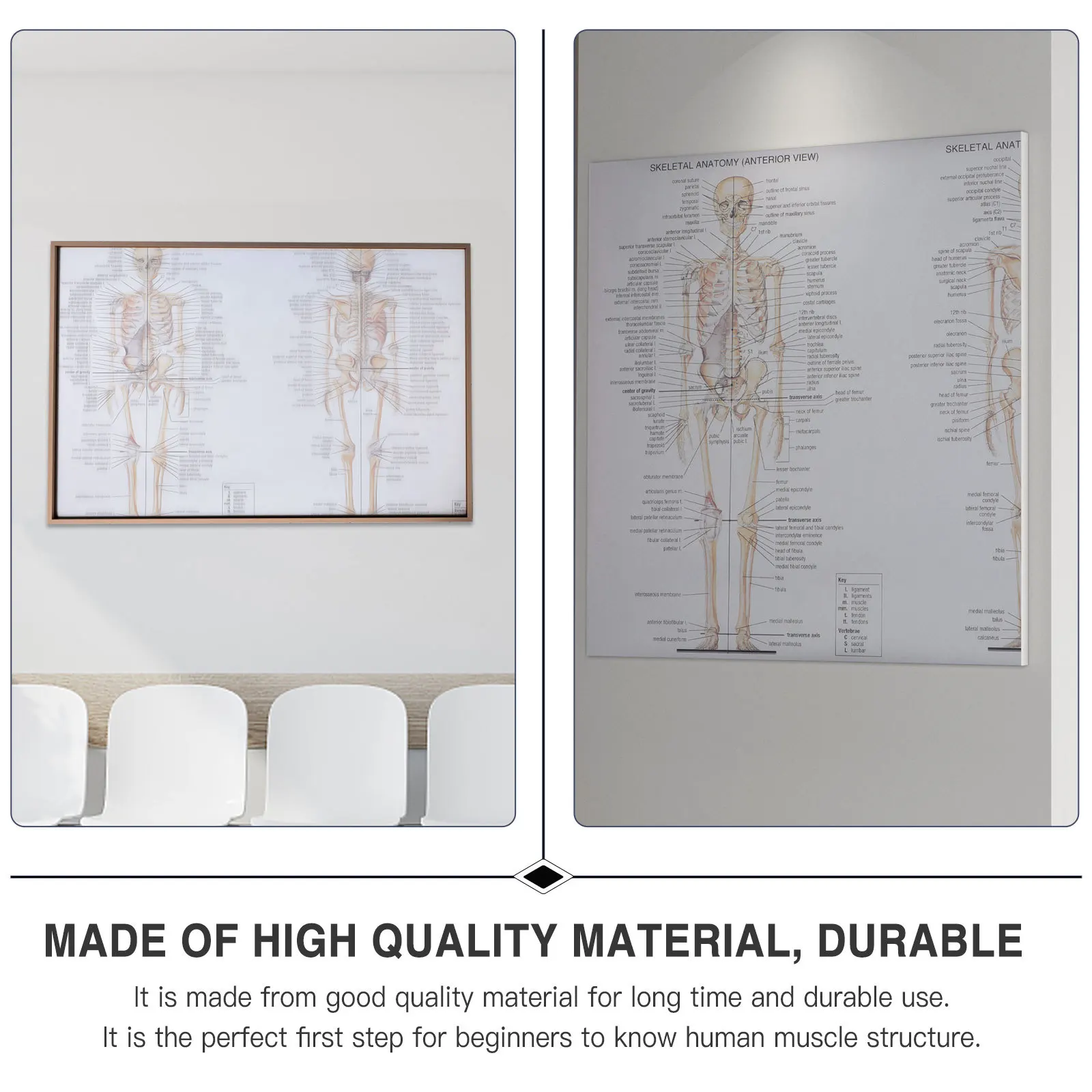 

1pc Human Anatomy Poster High-Quality Durable Science Teaching Material For School Laboratory Classroom Body Structure Painting
