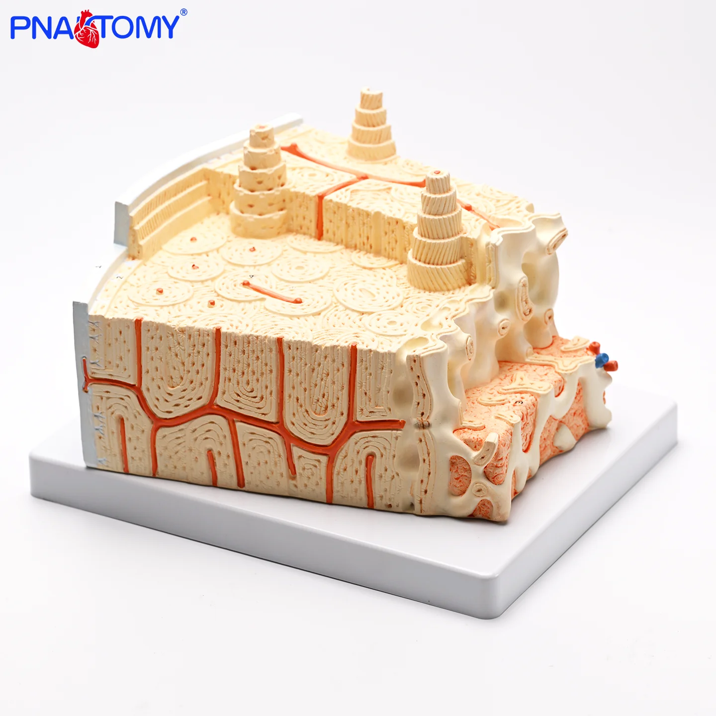 

Bone Structure Model Microanatomy Model Bone Marrow Structure Model Bone Tissue Anatomy Model