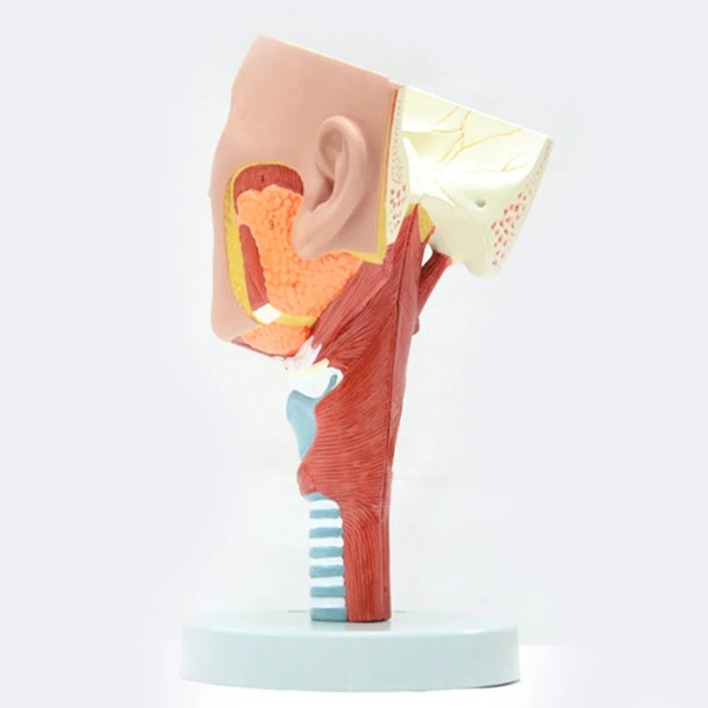 2 Parts Removable Human Pharynx Larynx Anatomy Model Pharyngeal Muscle Anatomical Model Medical Supplies Teaching Tools