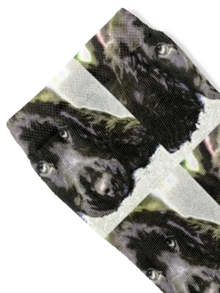 Sprocker spaniel sleeping Socks Non-slip cycling Rugby Men Socks Women's