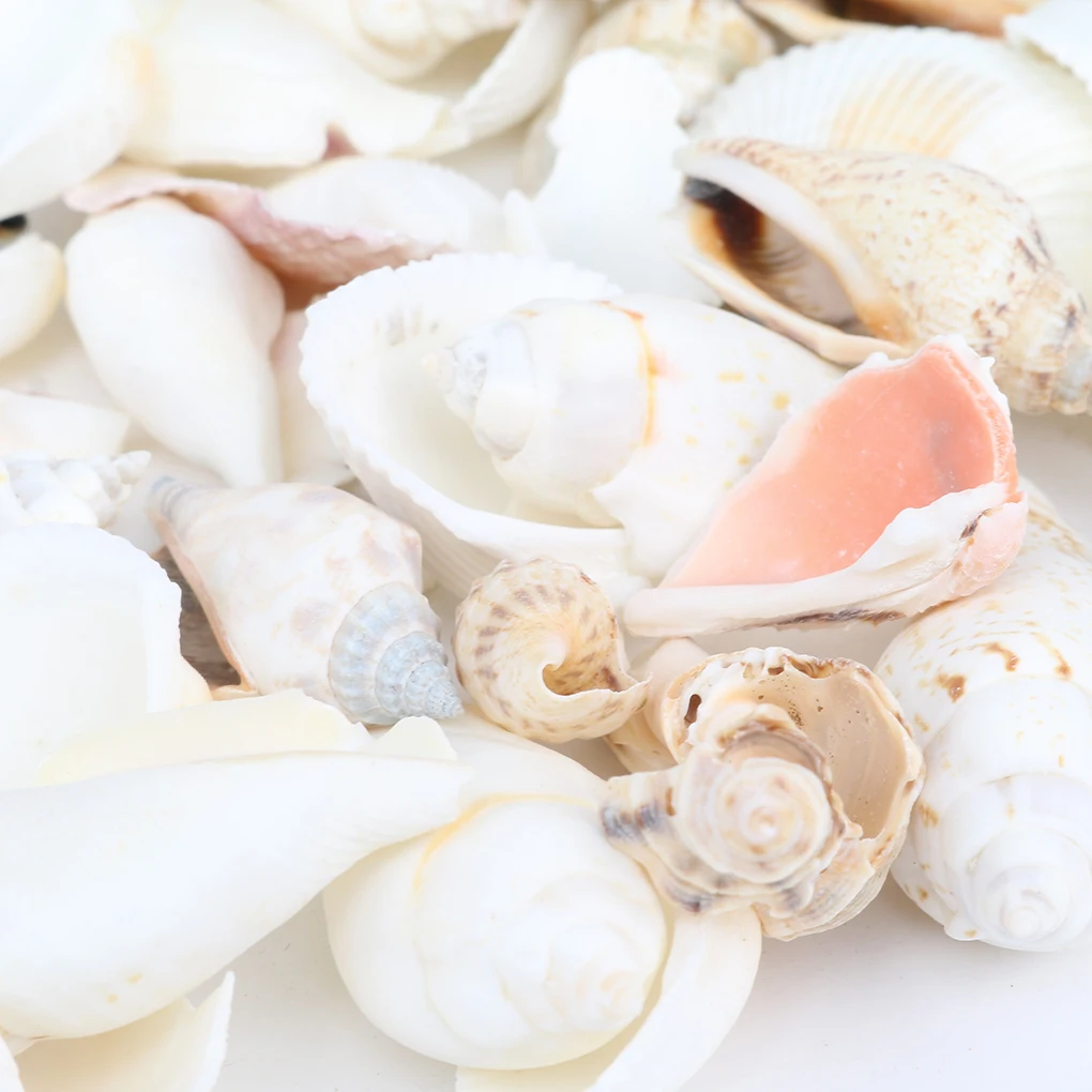 200g/pack Natural Beach Shell&Conch SeaShells Aquarium Fish Tank Landscaping Decoration