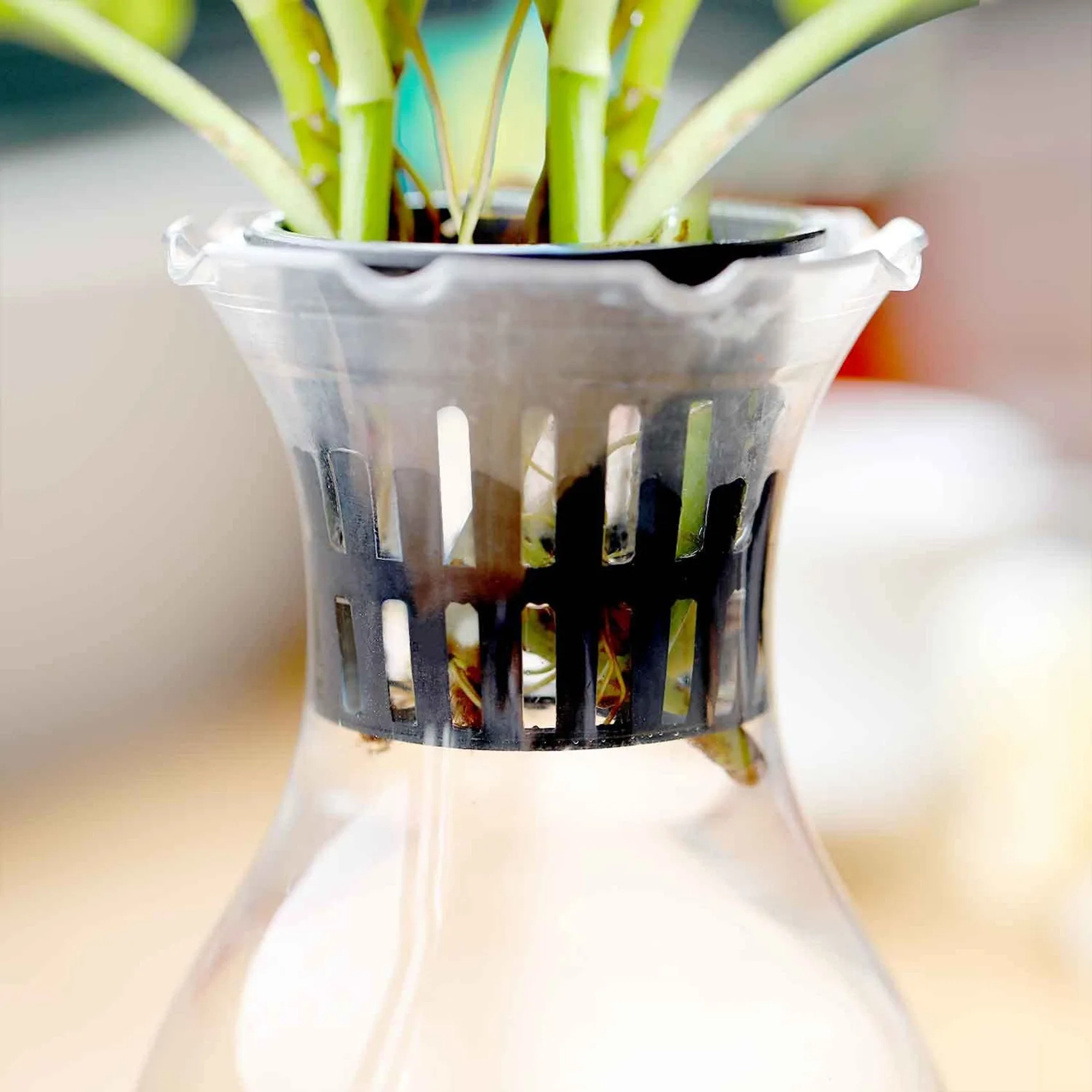 100-pack 2,36 inch netbekers gleufgaas brede lipfilter plantennet pot emmer mand voor hydrocultuur aquaponics orchideeën HY