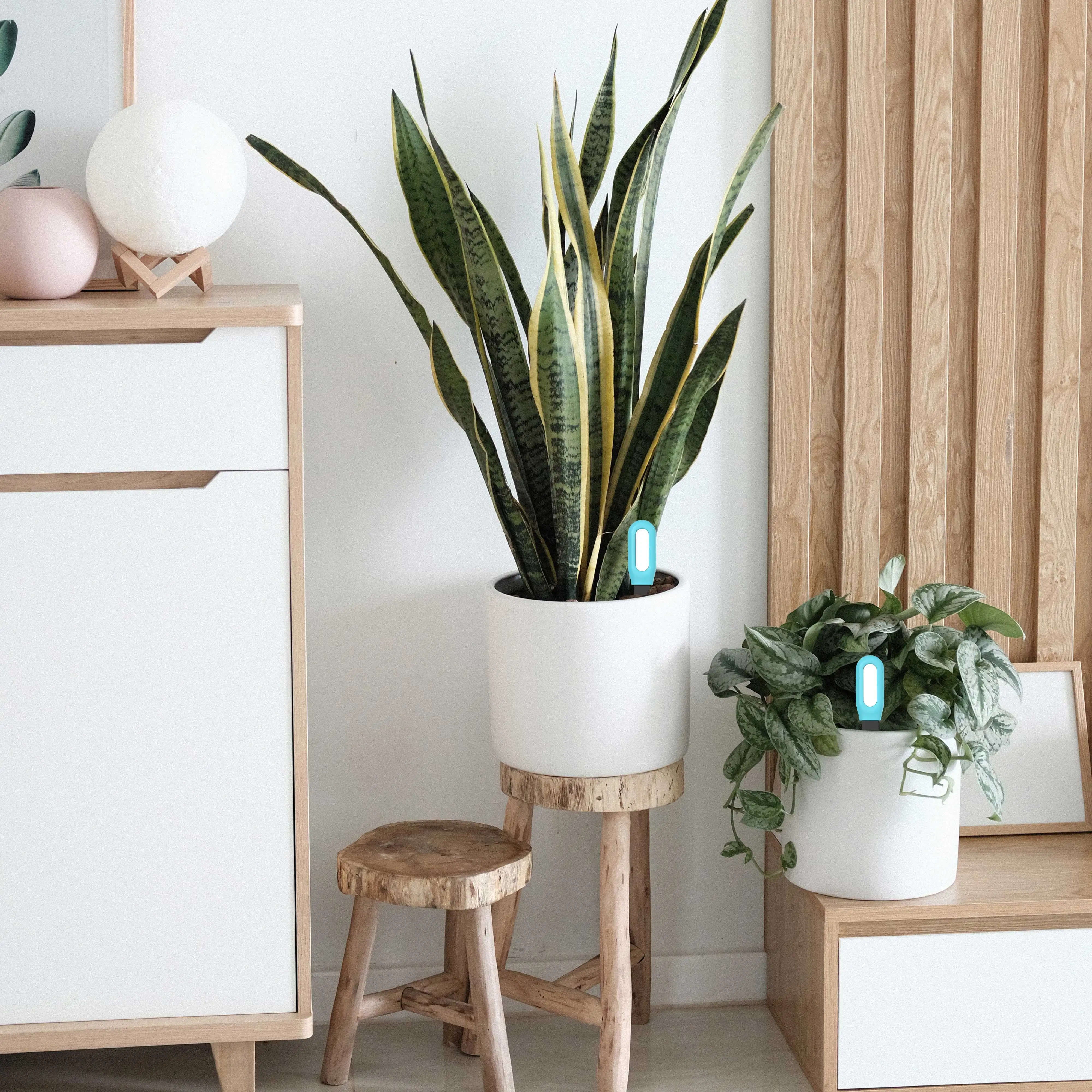 Tuya Akıllı Zigbee Toprak Test - Smart Garden Home Assistant incelemesi ve fiyatı