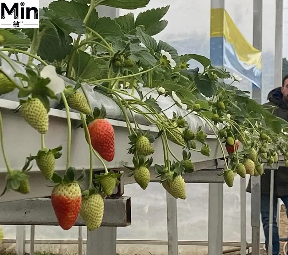 Commercial Hydroponic Strawberry Gutter Growing System PVC Planting Trough with Greenhouse Grow Bags for Strawberries Tomatoes