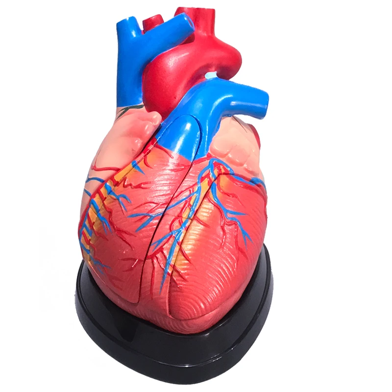 

Human heart model, anatomical enlargement with digital internal organs, removable vascular structure, medical teaching aids