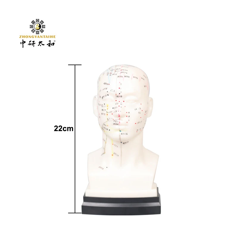 Zhongyan Taihe 1pc Soft PVC Head Acupuncture Model Acupuncture Needles for Beginners Clear with For Accurate Acupuncture Points