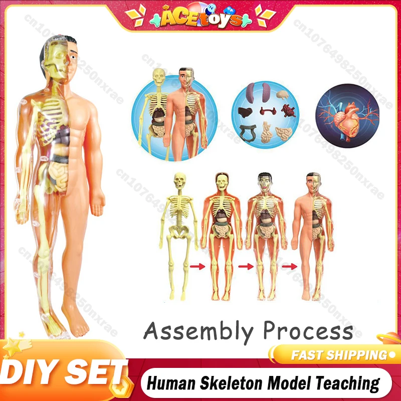 

Simulation Anatomical Anatomy Human Skeleton Model Medical Learn Aid Anatomy Human Skeletal Model Whole School Teaching Aids Toy