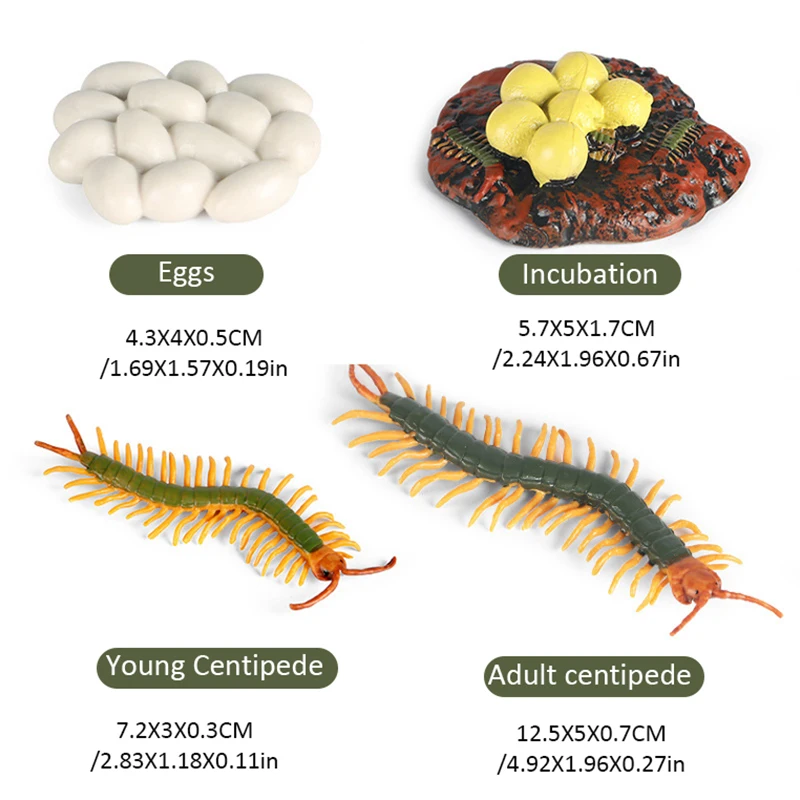 Centipede Growth Cycle Simulation Insects Toys Set Animals Life Cycle Model Children's Cognitive Educational Toys Biology Gifts