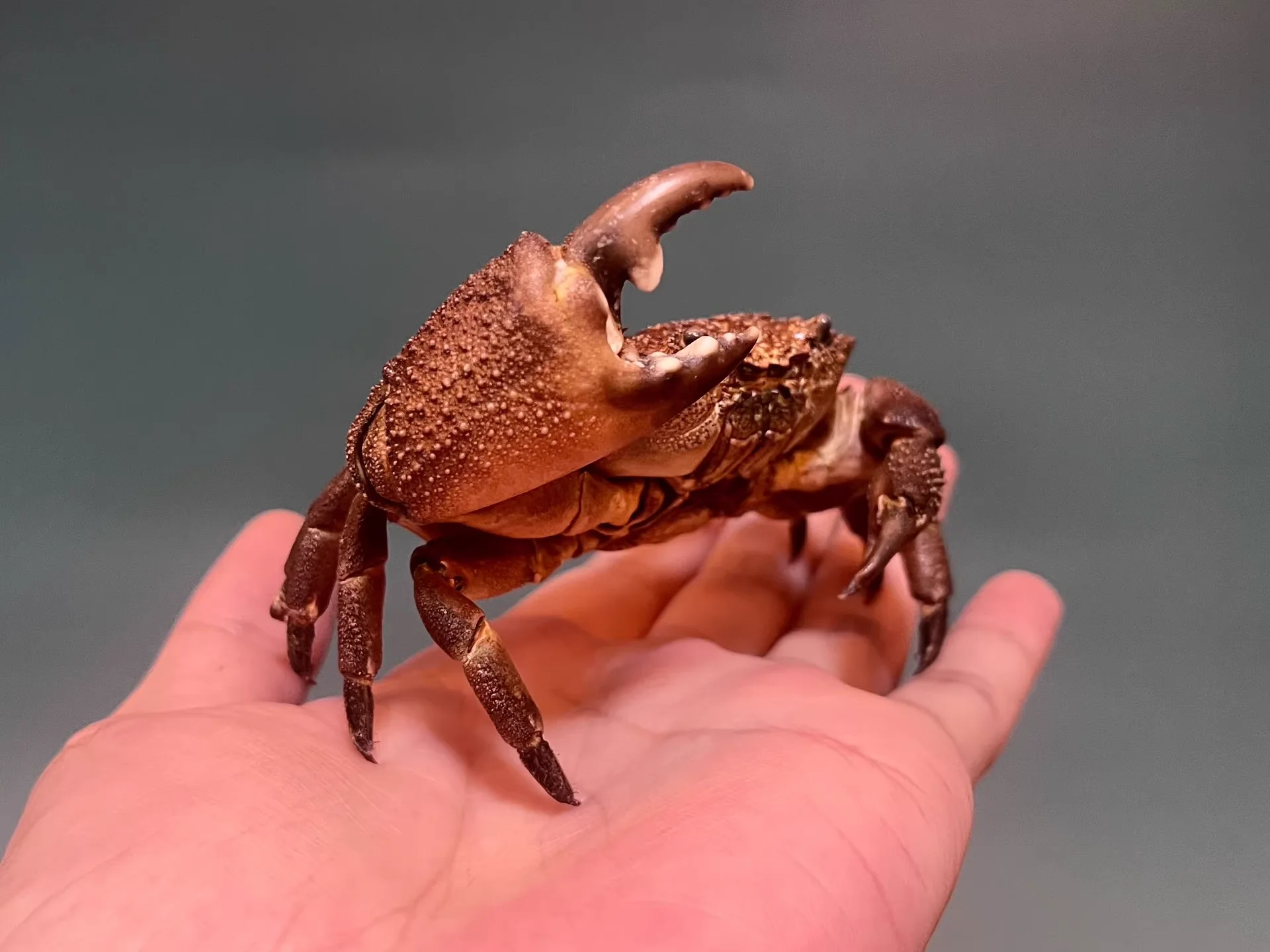 Ozius Tuberculosus Real Crab Specimen Special Handicrafts Collectors Home Decor Ornament Desk Decoration Customized