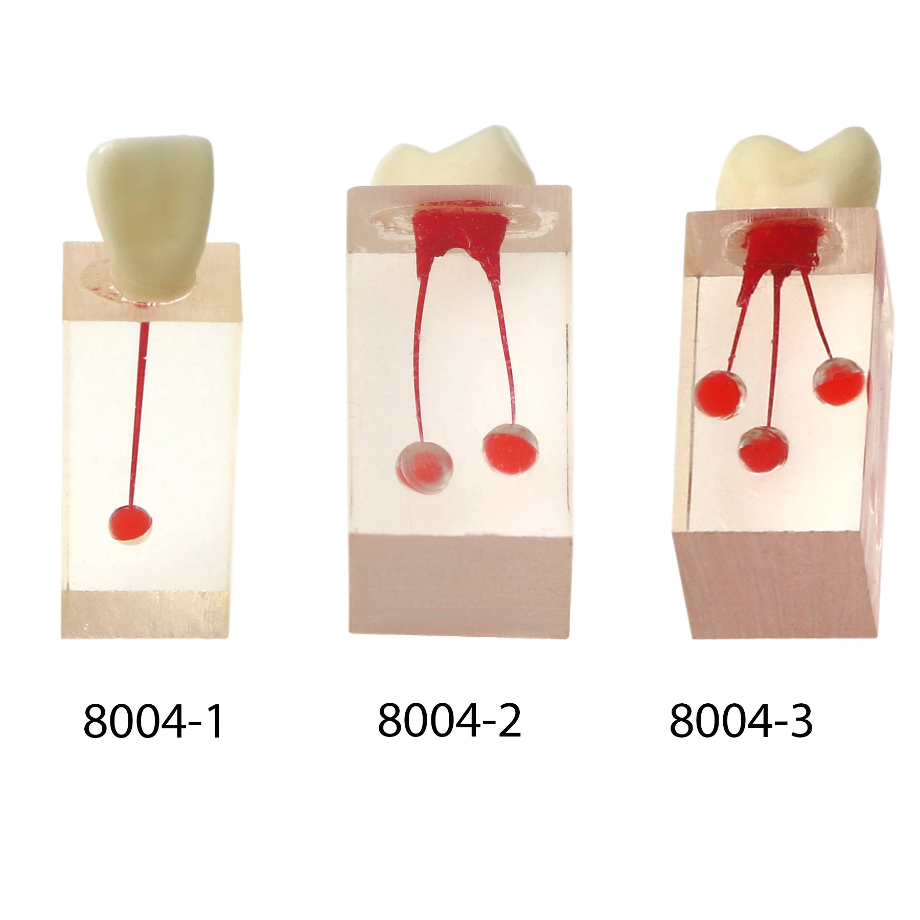 

Dental Endodontic Root Canal Block Models Dental Education Teaching Resin Root Canal Training RCT Practice Pulp Cavity